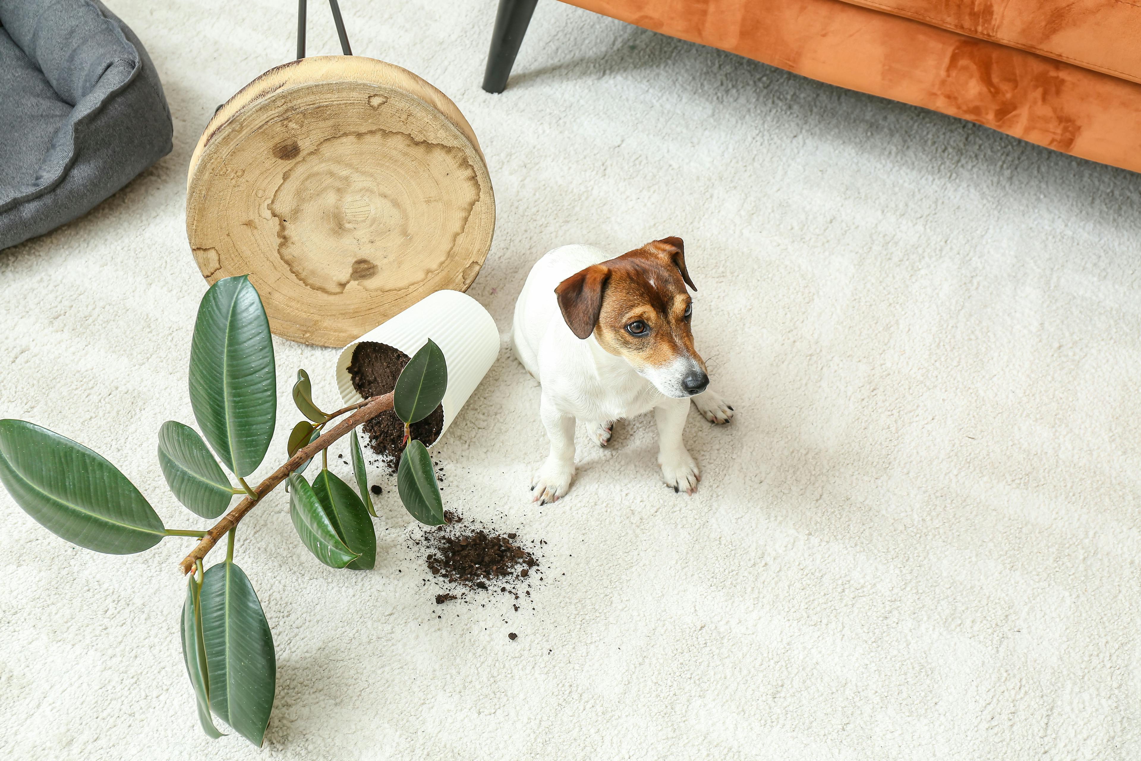 Stock photo of a dog knocking over a plant on carpet
