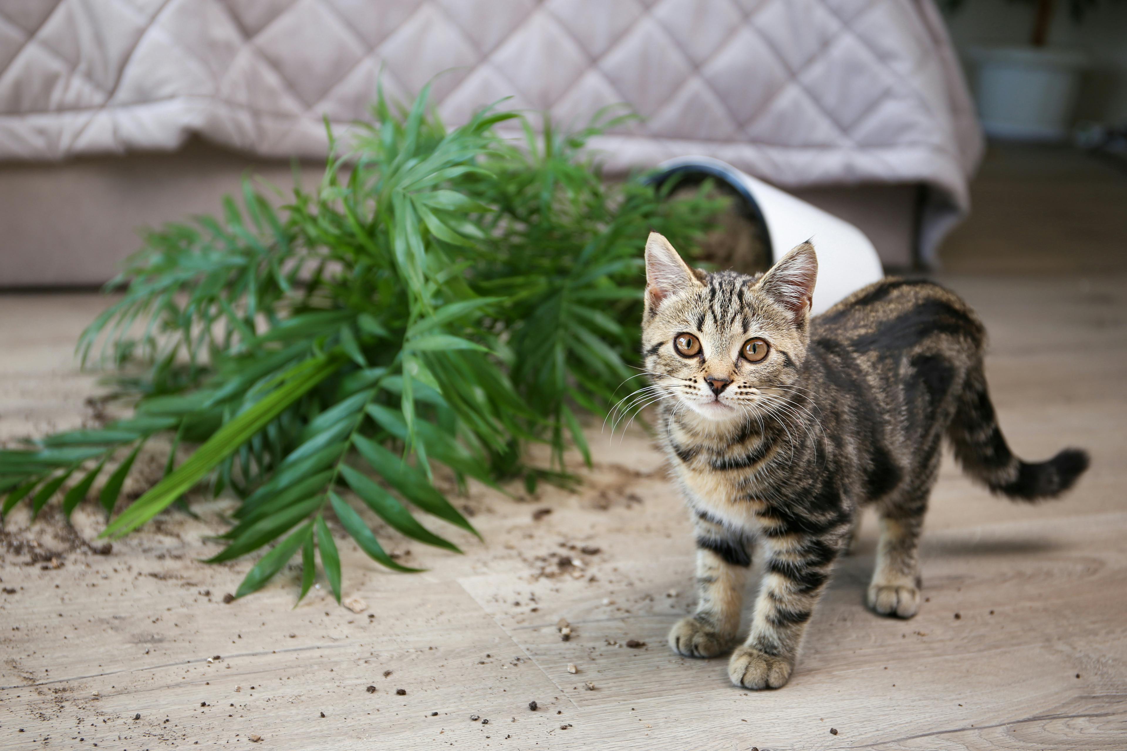 Stock image of a cat with a plant knocked over on carpet